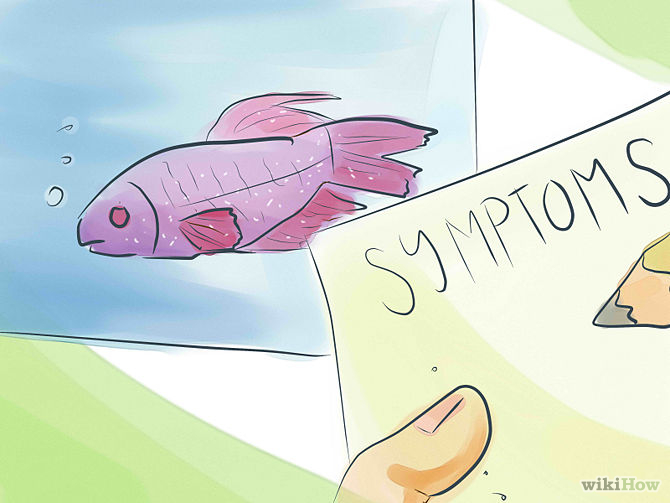 تشخیص بیماری های ماهیان آکواریومی