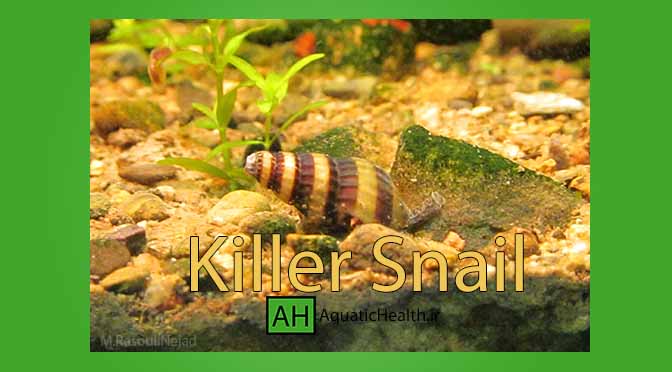 حلزون کیلر - killer Snail