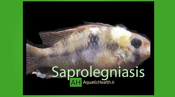 saprolegniasis بیماری قارچی ماهی ساپرولگنیازیس