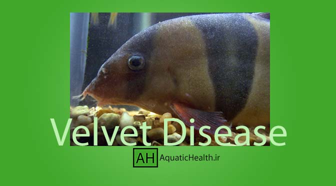velvet disease - بیماری ولوت