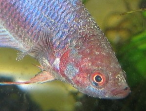 ماهی مبتلا به بیماری ولوت Oodinium pilularis