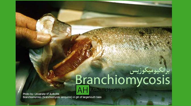Branchiomycosis - بیماری برانکیومیکوزیس