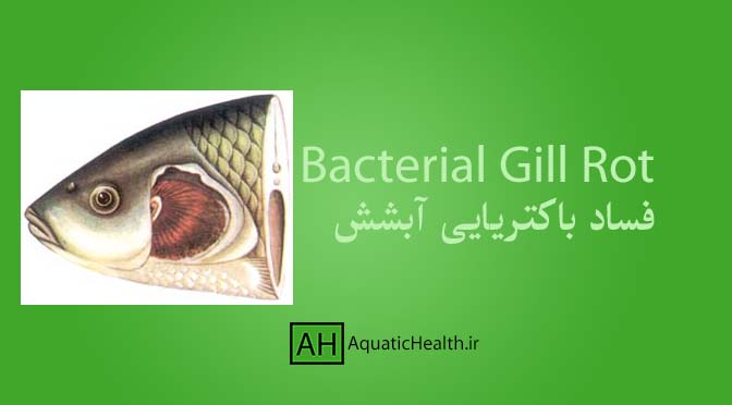 بیماری فساد باکتریایی آبشش - Bacterial Gill Rot