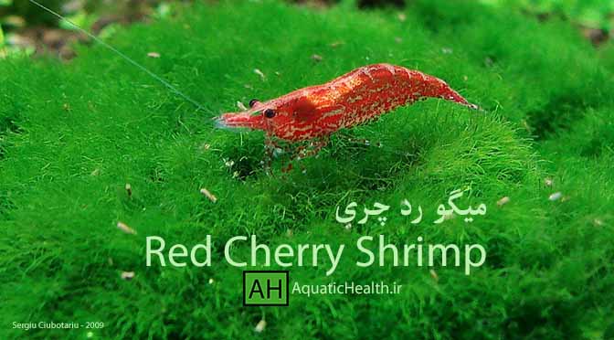 میگو رد چری - Red Cherry Shrimp