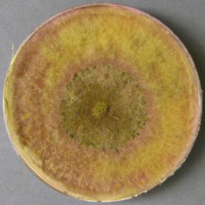 کلنی فوزاریوم کالموروم (Fusarium culmorum) رشد یافته بر روی PSA agar