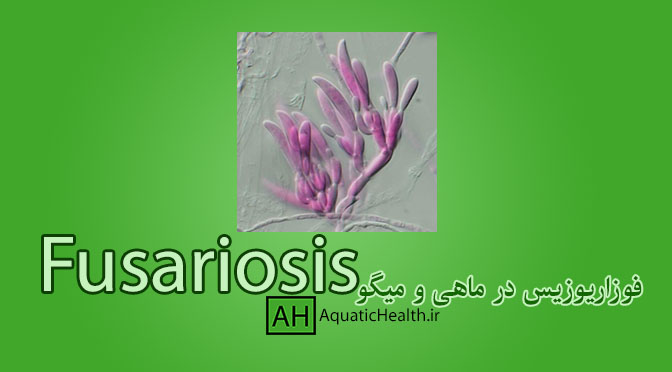 بیماری فوزاریوزیس در ماهی و میگو -Fusariosis