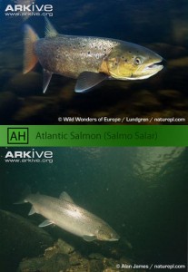 ماهی آزاد اطلس , Salmo salar