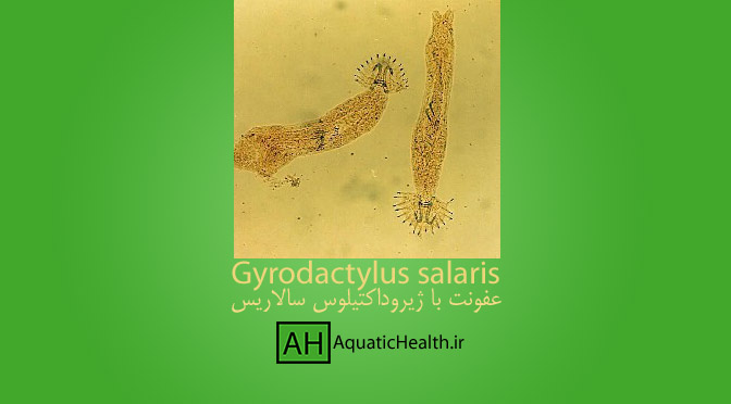 عفونت با ژیروداکتیلوس سالاریس - gyrodactylus salaris