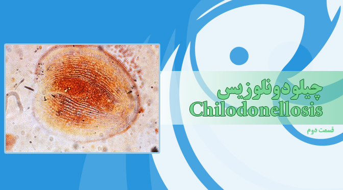 بیماری چیلودونلوزیس، عفونت ناشی از انگل چیلودونلا، Chilodonella piscicola